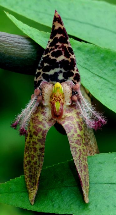 Bulbophyllum tarantula is een endemische orchidee in Nieuw-Guinea