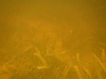 Rottend sargassum  onder water