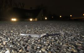 Jelger Herder, Digital Nature Kamsalamander trekt over de weg naar voortplantingswater