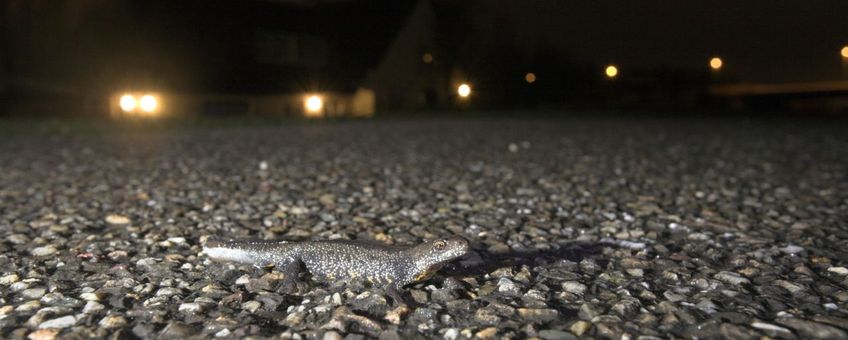 Kamsalamander trekt over de weg naar voortplantingswater