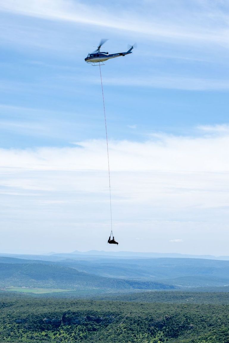 Air lift van een zwarte neushoorn