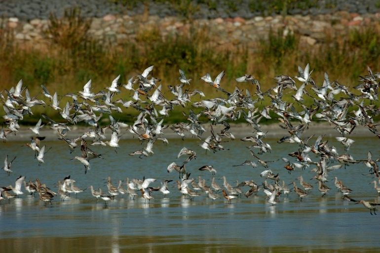 Kanoeten komen in de herfst samen in Nederland 