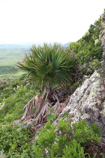 Curaçao Kabana palm on Seru Bientu