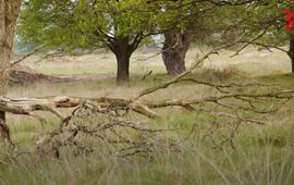 Natura 2000, Brabant, Provincie Noord-Brabant, Kampina