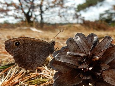 De kleine heivlinder is de meest bedreigde vlinder van ons land en natuurlijk Tien voor 12-soort