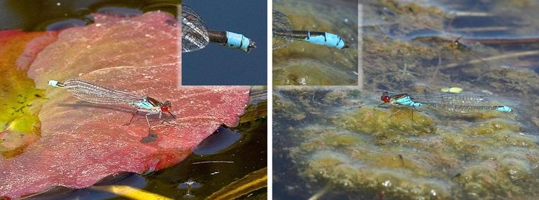 Grote en kleine roodoogjuffer met in de inzetjes de laatste segmenten waaraan ze op naam te brengen zijn. Bij de grote roodoogjuffer zijn de achterste twee segmenten blauw, bij de kleine is ook de hele onderkant van het derde segment van achteren blauw