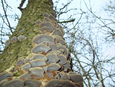 Grijze buisjeszwammen komen zeer algemeen voor. Het winterweer van de afgelopen weken was ideaal voor deze soort