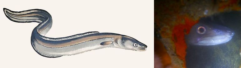 Links: Congeraal uit 'A History of the Fishes of the British Islands' door Jonathan Couch (1877, volume IV). Rechts: de bovenkaak is langer dan de onderkaak (bij de Aal is dit andersom). Kop van een dier gefotografeerd in het wrak de Adriane op 1 juli 2023