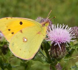 oranje luzernevlinder op akkerdistel