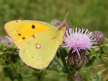 Ook akkerdistel is een geliefde nectarplant voor oranje luzernevlinders