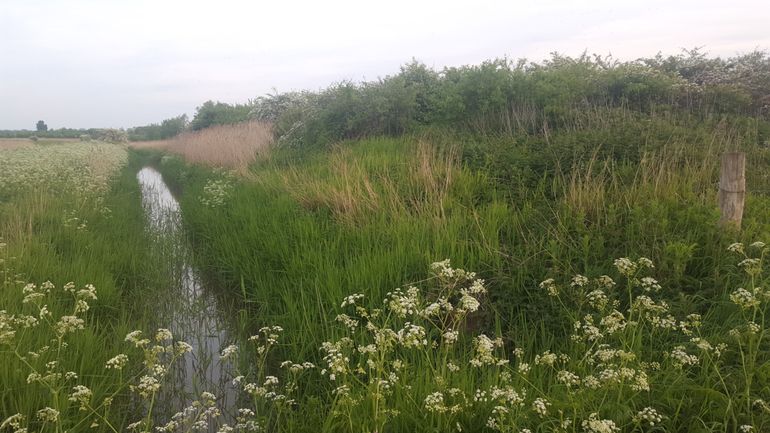 Ideaal biotoop voor de bosrietzanger: vochtige kruiden, afgewisseld met zowel dood als jong riet en wat hoger struweel