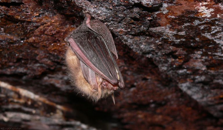 Gewone grootoorvleermuis in winterslaap