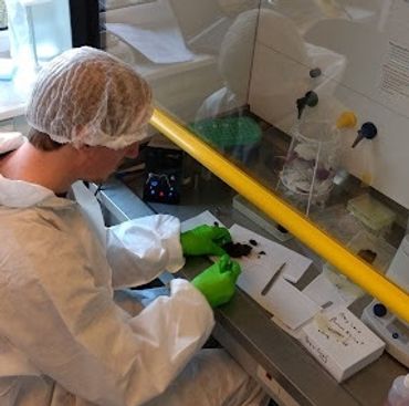 Student Tom van Bokhoven van de Fontys Hogeschool is hier een eeuwenoude drol aan het opensnijden en DNA-samples aan het nemen voor DNA-extracties