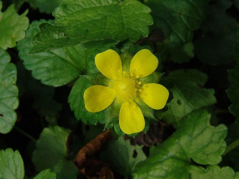 De stralend gele bloem van de schijnaardbei is een mooie vondst voor de Eindejaars Plantenjacht en het stoepplantjesonderzoek