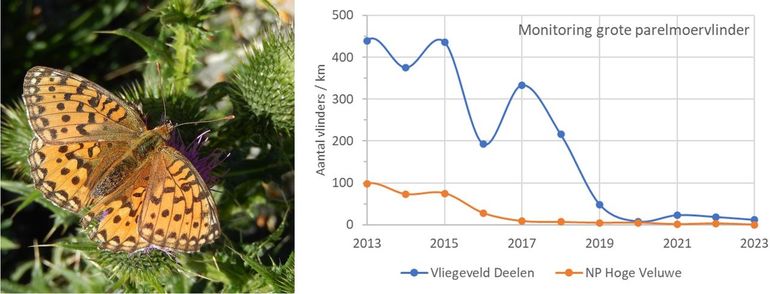 De dichtheid van grote parelmoervlinders op monitoringsroutes op de Hoge Veluwe en militair vliegveld Deelen is de laatste tien jaar sterk afgenomen, maar op Deelen zijn de aantallen nog steeds het hoogst