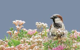 Huismus op groen dak