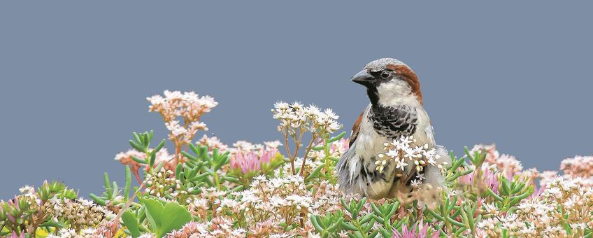 Huismus op groen dak