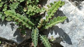 Asplenium ceterach 4, Schubvaren