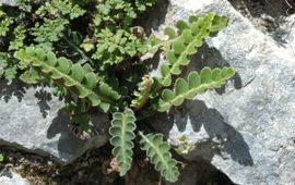 Saxifraga, Jan van der Straaten Asplenium ceterach 4, Schubvaren