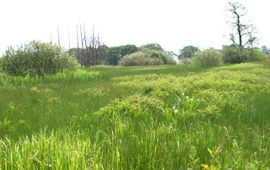 Beekdalgrasland nabij Assen