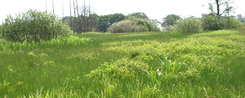 Beekdalgrasland nabij Assen