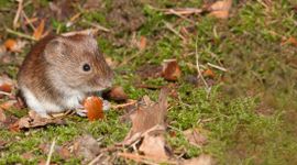 Rosse woelmuis