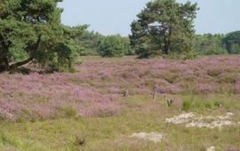 Arnold van Rijsewijk Heide