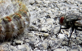 Eikenprocessierupsen die worden aangevallen door een sluipvlieg