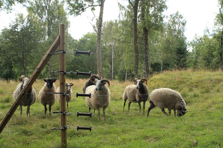 Schapen achter een raster om wolven te weren