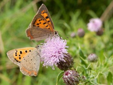 De akkerdistel is een geliefde nectarplant van de kleine vuurvlinder