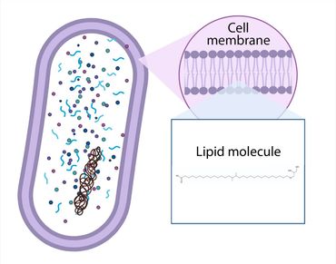 Lipiden zijn de moleculen die het membraan, de huid, van microben zoals bacteriën vormen