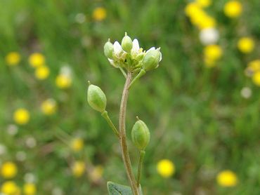 De bloem van Deens lepelblad