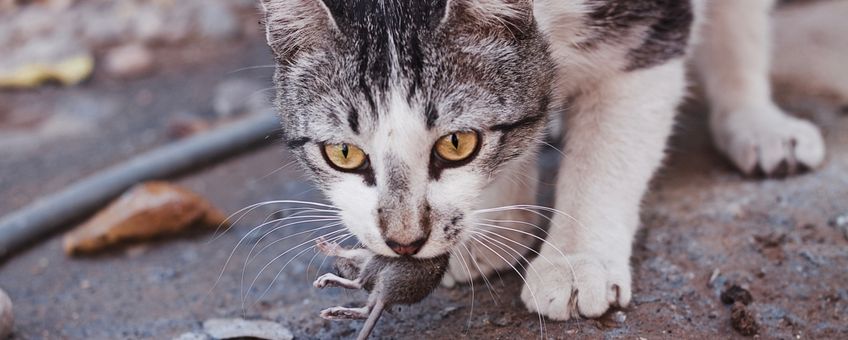 Kat met een muis