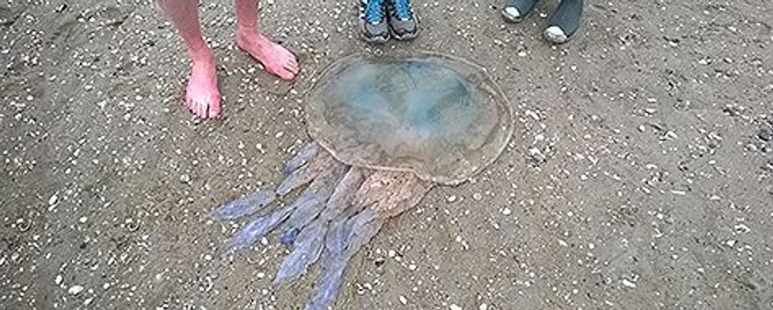 Zeepaddenstoel