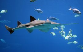 Forrest Samuels Sawfish, zaagvis