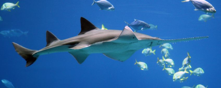 Sawfish, zaagvis