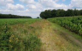 natuurlijke strook in maisakker