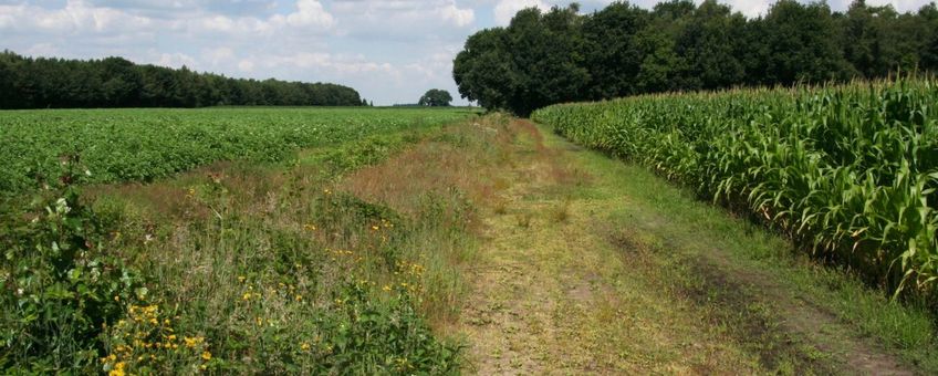 natuurlijke strook in maisakker