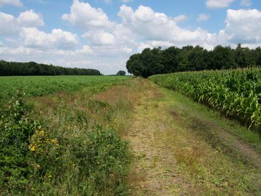 Bloemrijke, natuurlijke stroken zijn belangrijk voor biodiversiteit in akkergebied