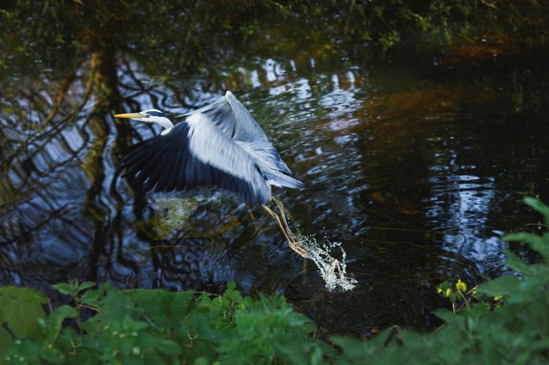 Reiger in het Essenburgpark