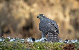 Jankees Schwiebbe, Birdphoto.nl Havik