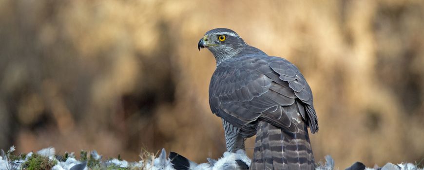 Nature | Havikjong stort uit het nest