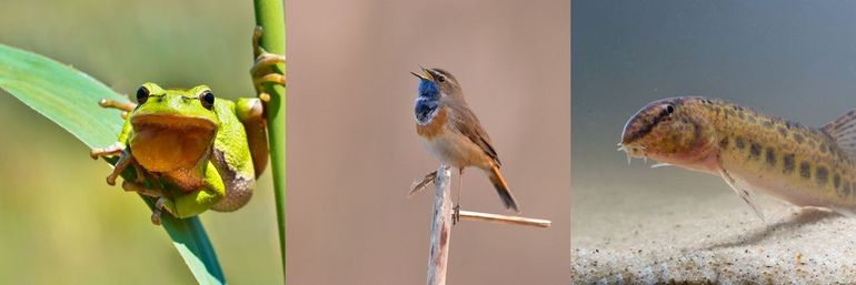 Boomkikker, blauwborst en kleine modderkruiper