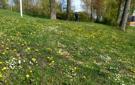 Linde Slikboer Bloemrijk gazon op IJsselmonde