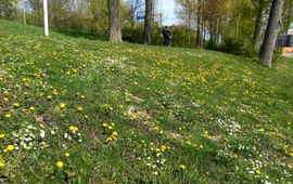 Bloemrijk gazon op IJsselmonde