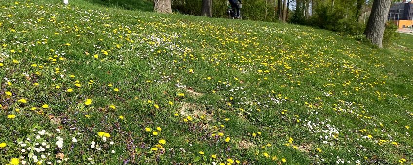 Bloemrijk gazon op IJsselmonde