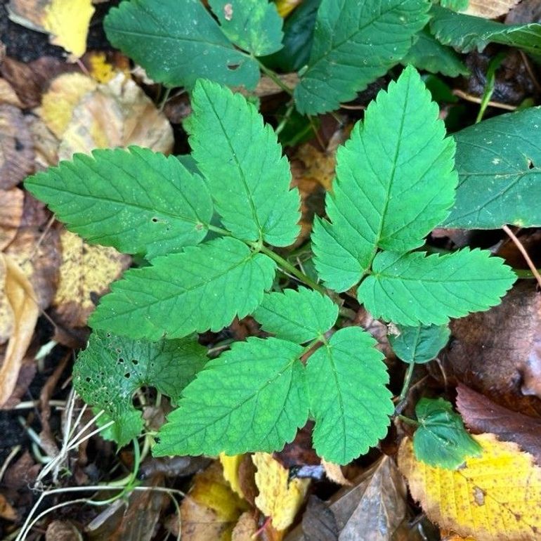 Wilde peen is te vinden in bermen, op dijken en in de duinen, maar ook op braakliggende gronden