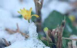 Speenkruid in de sneeuw