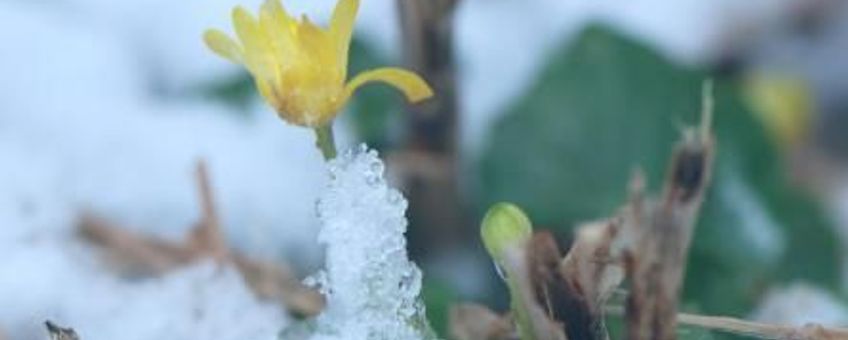 Speenkruid in de sneeuw