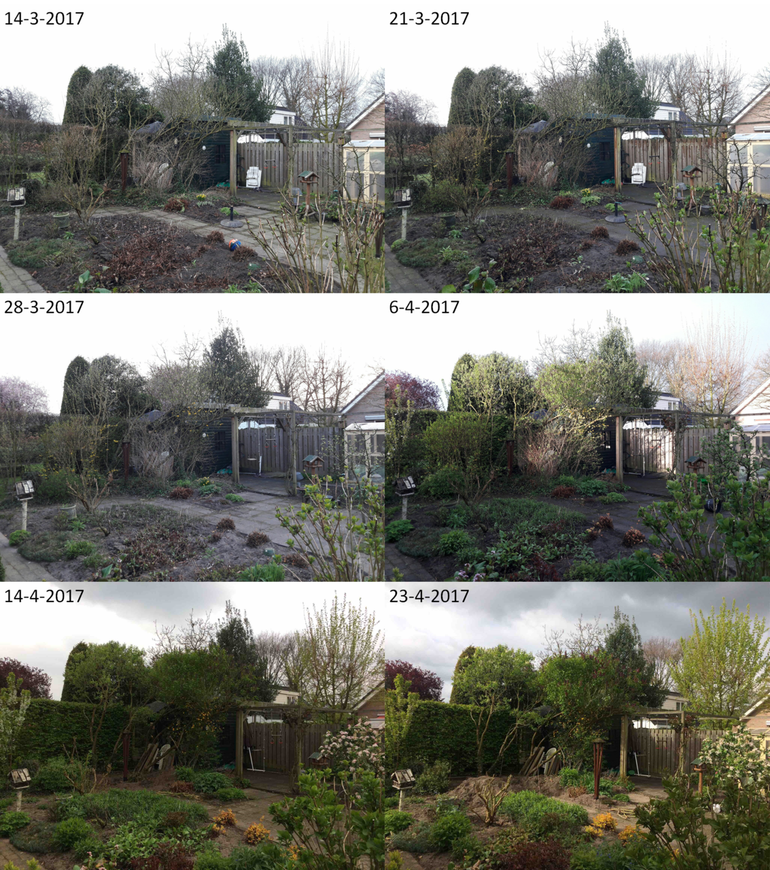 Ontwikkeling van de lente in een achtertuin in 2017